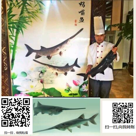 生态鸭嘴鱼